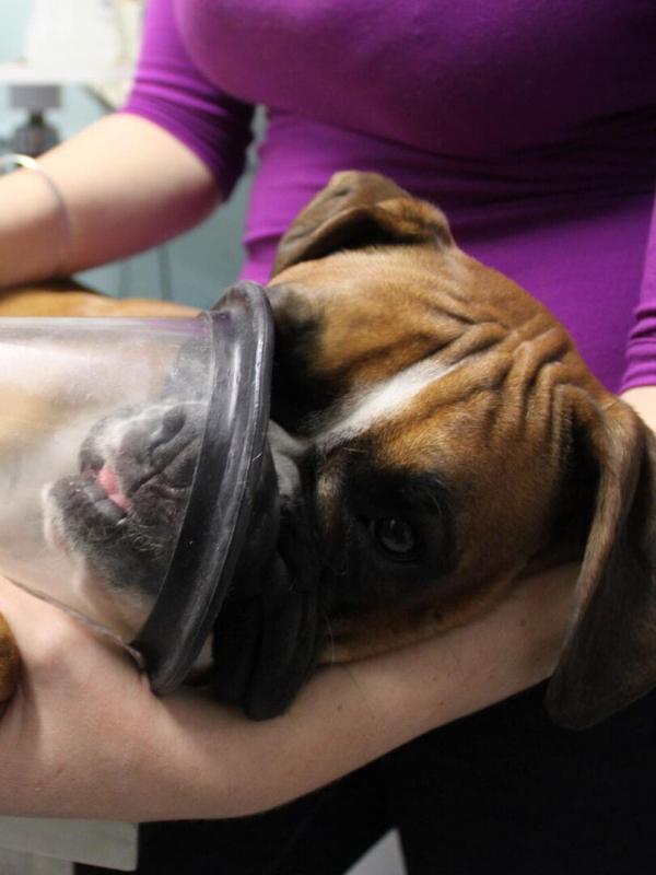 Le vétérinaire de Bondi Beach