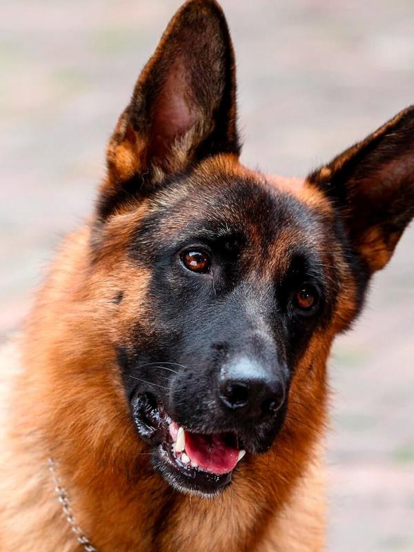 Rex, chien flic