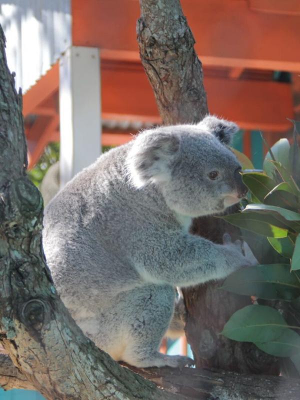 Au coeur du zoo : Tampa