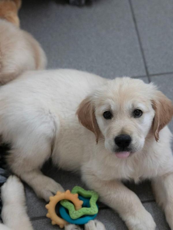 A l'école des chiens guides