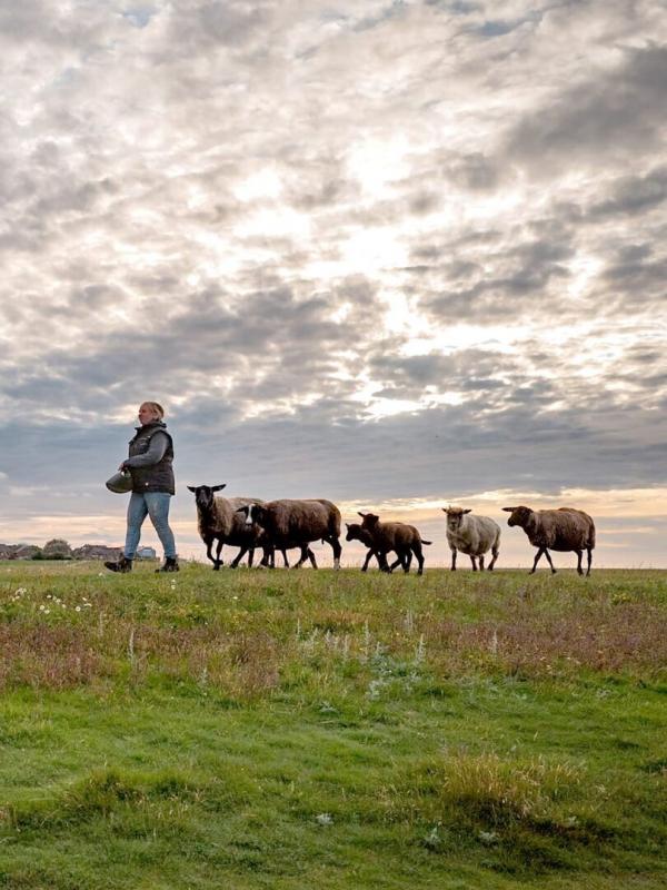 Die Nordreportage: Hallig Hooge - Entscheidung fürs Leben