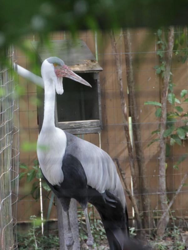 Au coeur du zoo : Tampa