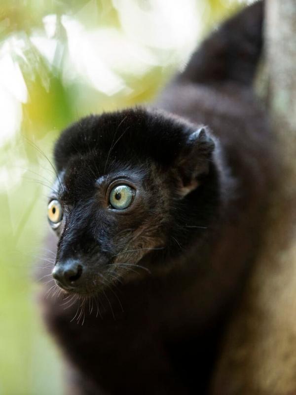 Primates