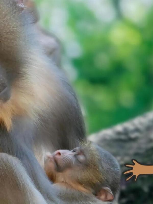 L'imagier animé de Koumi S2 E20