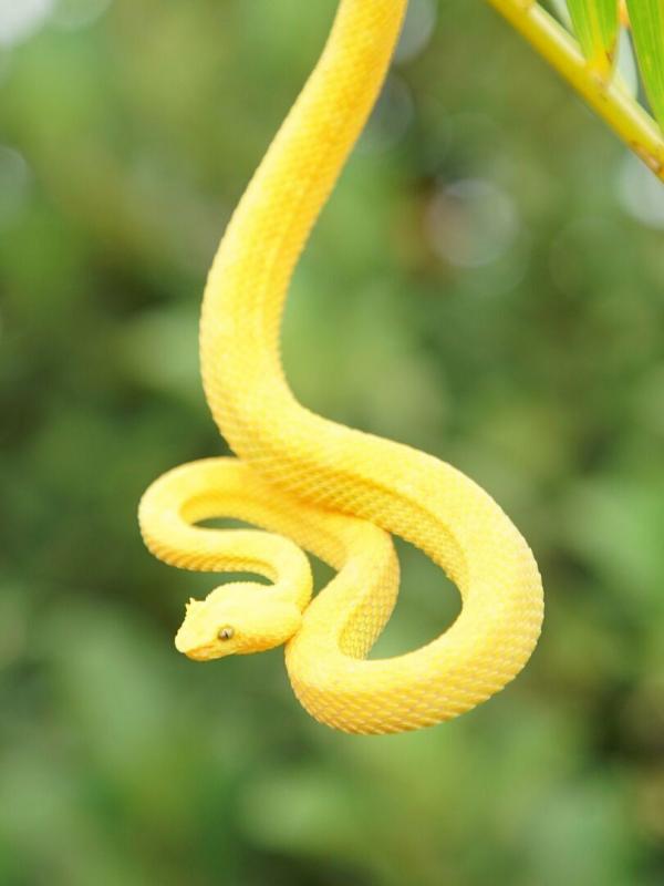 Légendes venimeuses