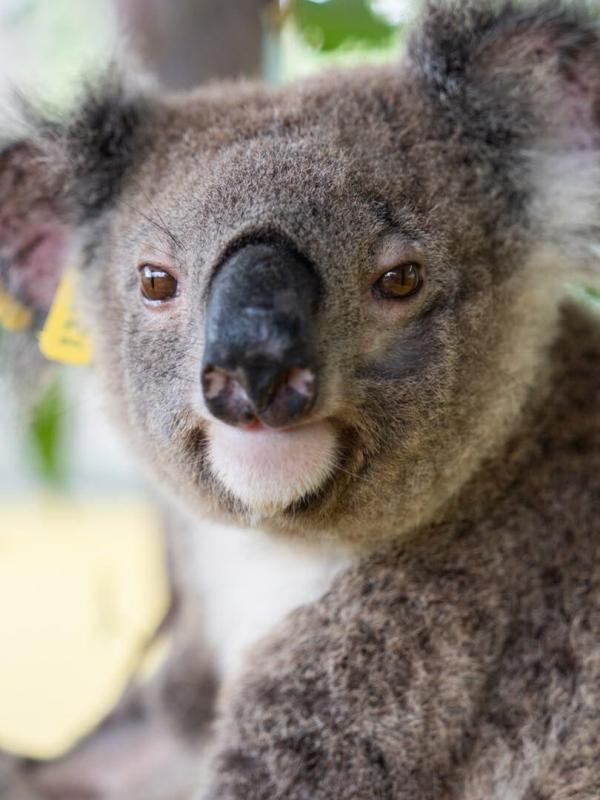Australie : urgences faune sauvage