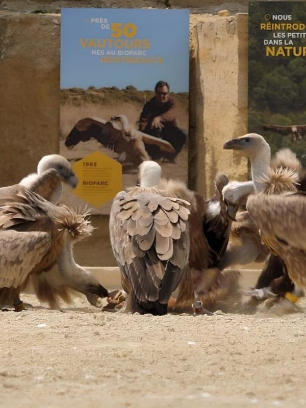 Zoo : le défi de demain