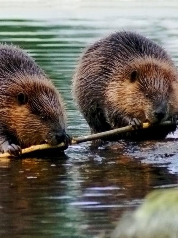 Alaska : La ruée vers l'or