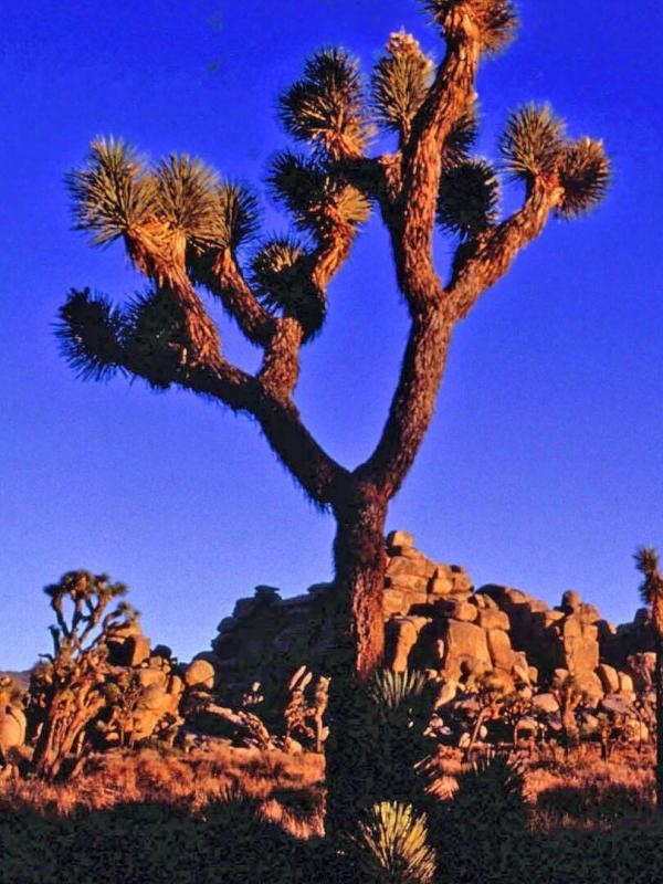 Basse Californie : la perle du Mexique