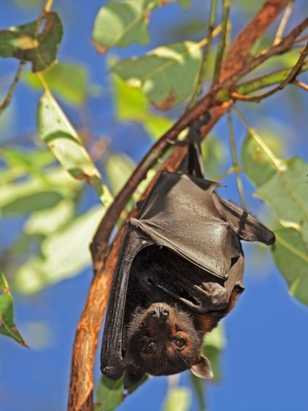 SOS faune sauvage - Australie
