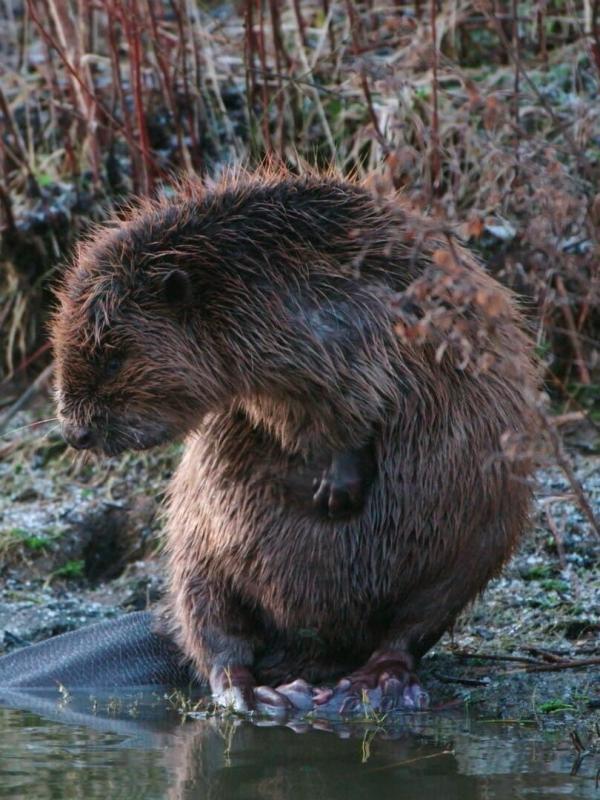 Si j'étais un animal