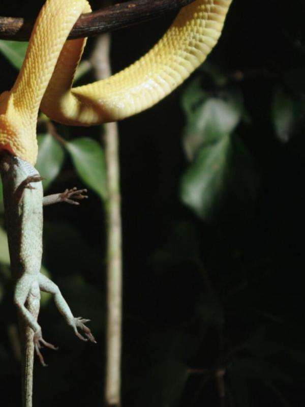 Prédateurs sans faille