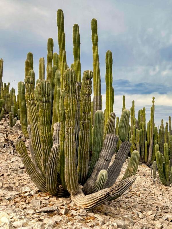 Les superpouvoirs des plantes