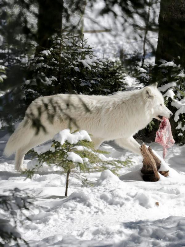 Winter im Wildpark Mautern