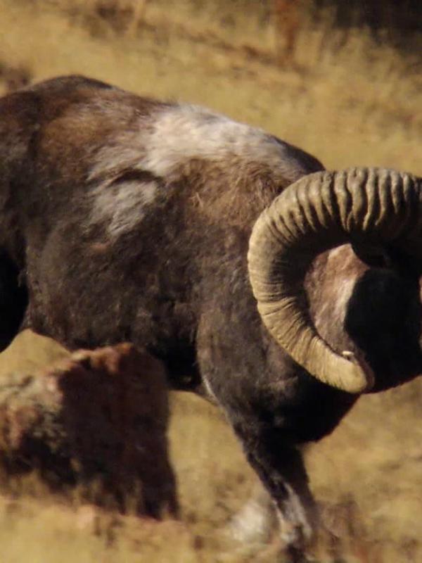 Le livre de la jungle : mission safari S1 E20