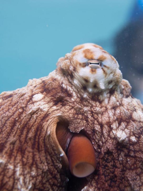 Les Secrets des pieuvres