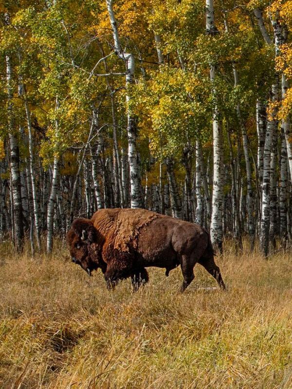 Québec à vol d'oiseau