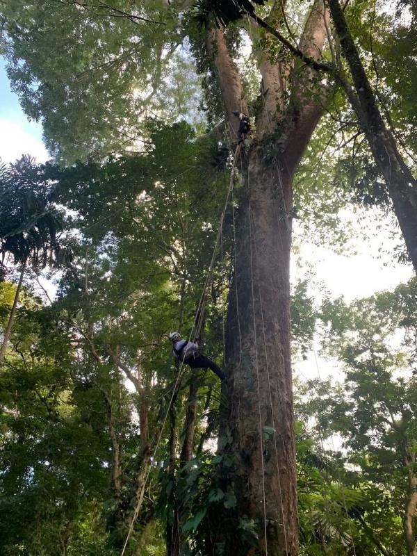 Francis Hallé, le passeur d'arbres
