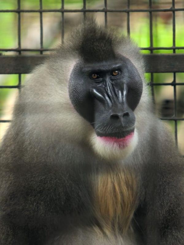 Afrika von oben: Kamerun