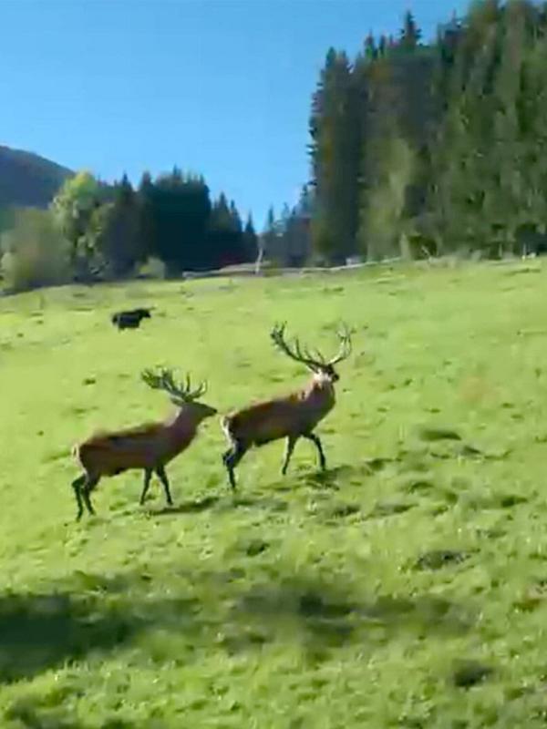 Der steirische Alpentierpark Mautern