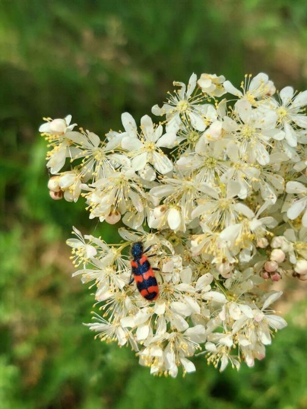 Le sacre du printemps