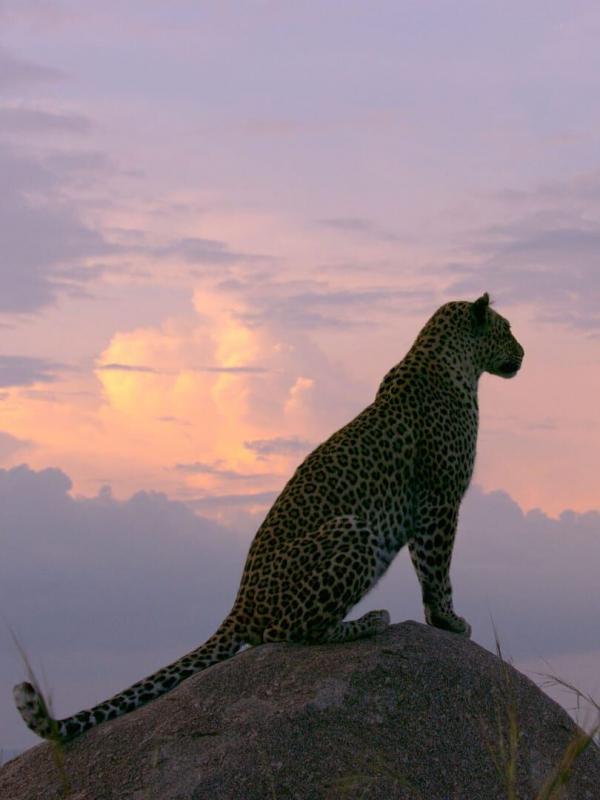 Afrikas Ikonen der Tierwelt