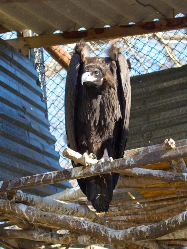 Zoo : le défi de demain