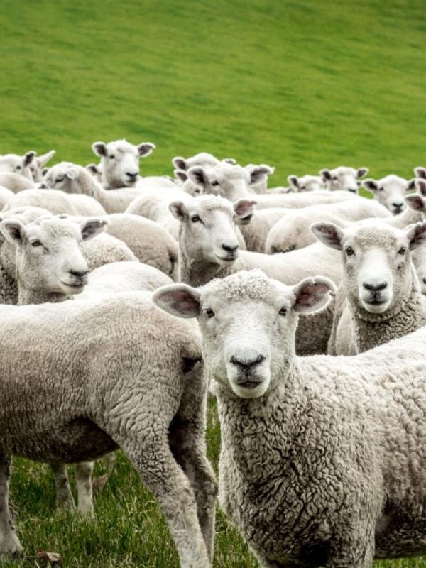 Schaap