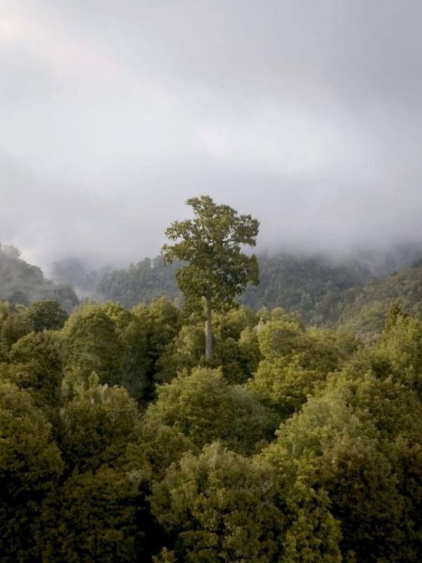 Nouvelle-Zélande : La forêt des géants
