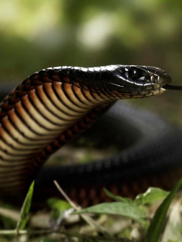 La mort au bout des crocs : Serpents venimeux d'Australie