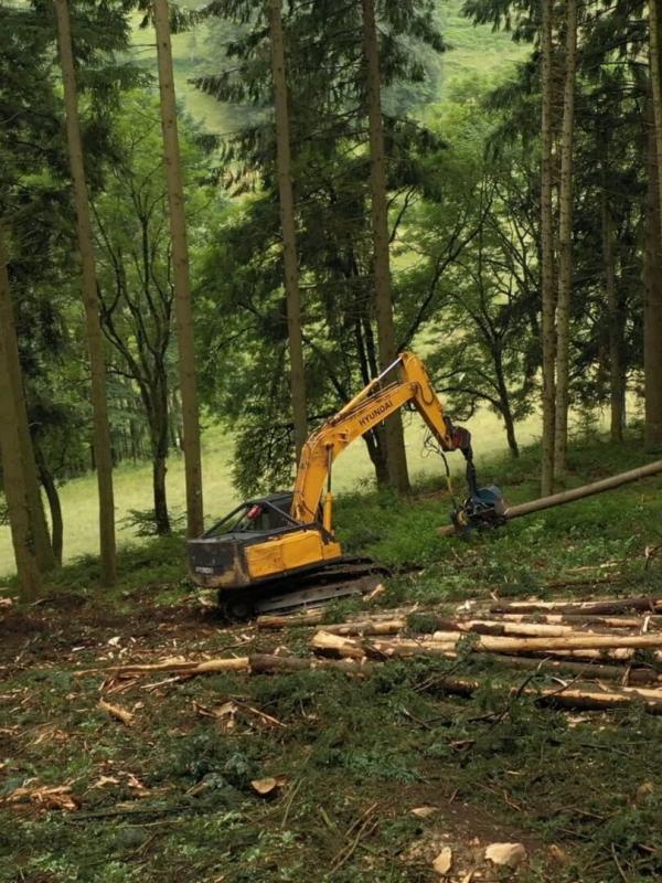 Bûcheron : un métier à hauts risques