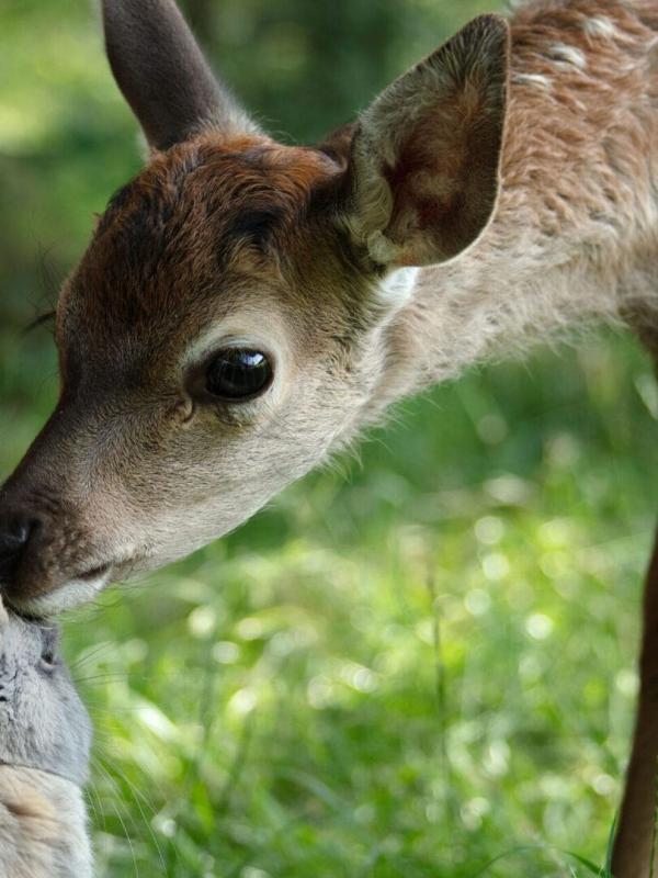 Bambi, l'histoire d'une vie dans les bois