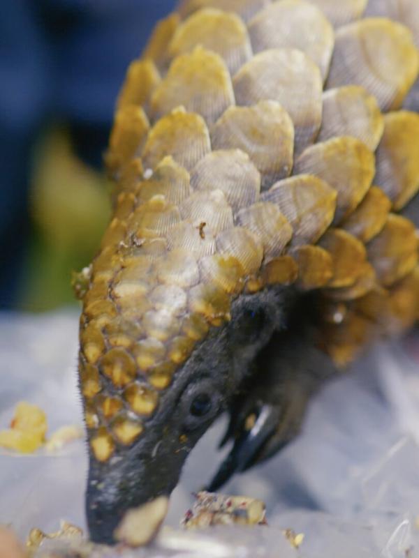 L'ami pangolin