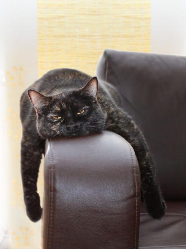 Le grand bêtisier des animaux