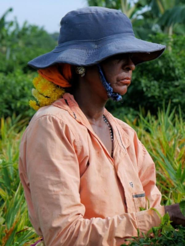 Les maîtres du piment