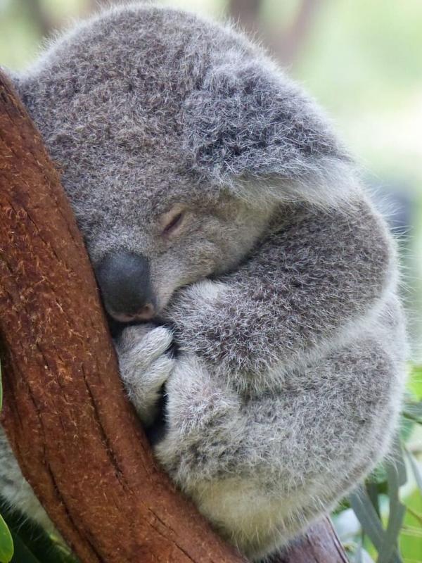 Australie : urgences faune sauvage