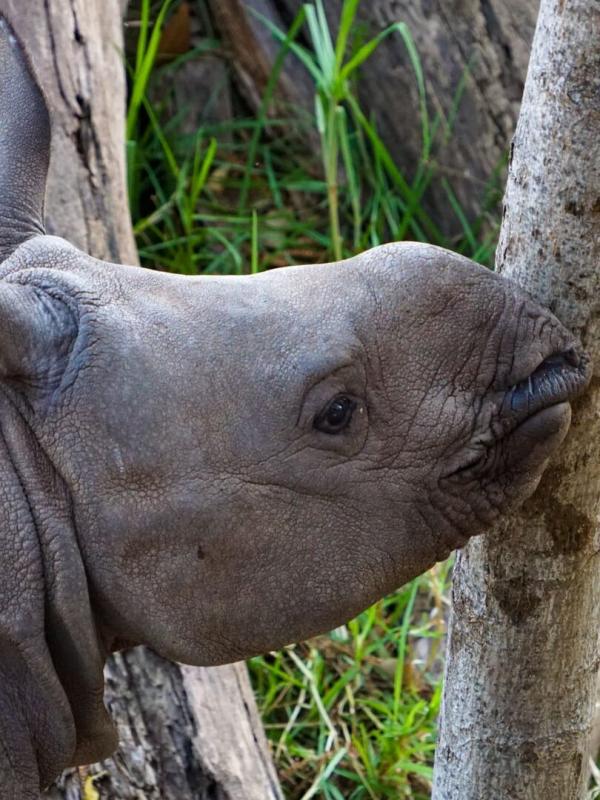 Zoo : le défi de demain