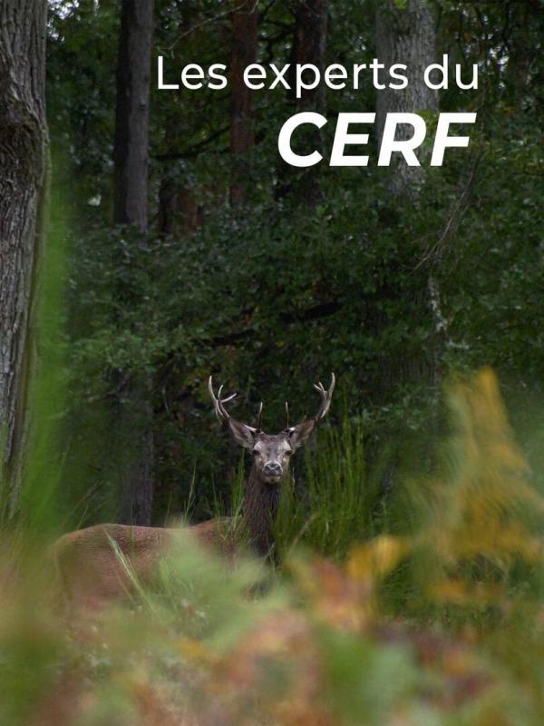 Les experts du cerf
