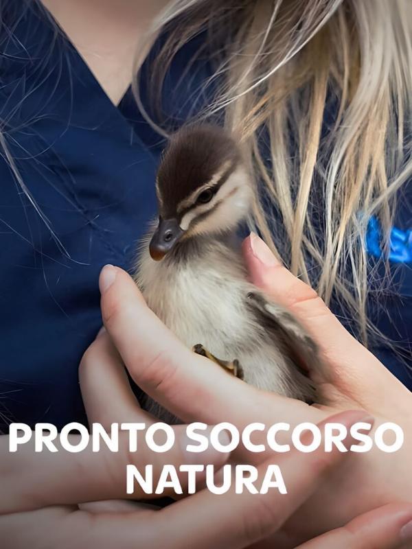 Australie : urgences faune sauvage