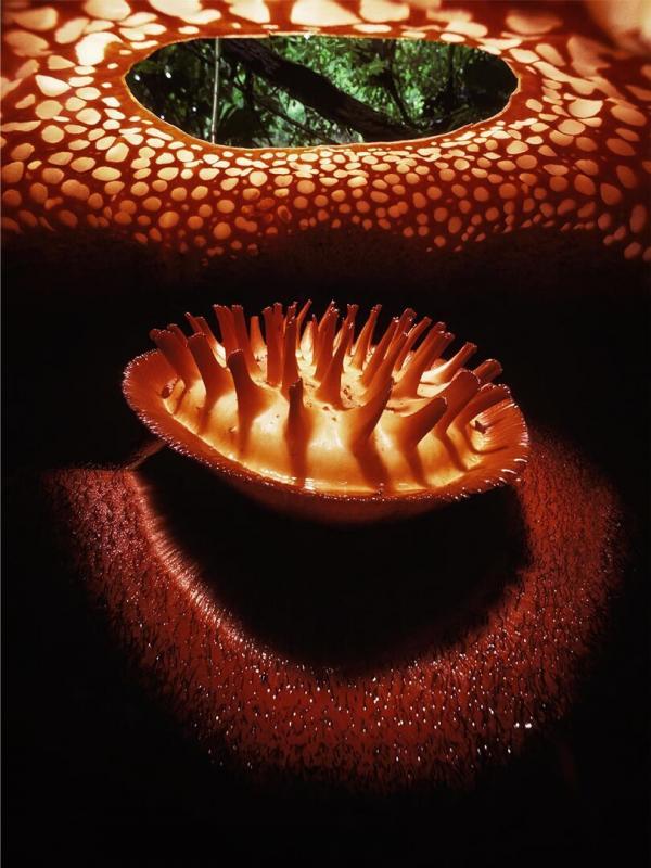 Les superpouvoirs des plantes