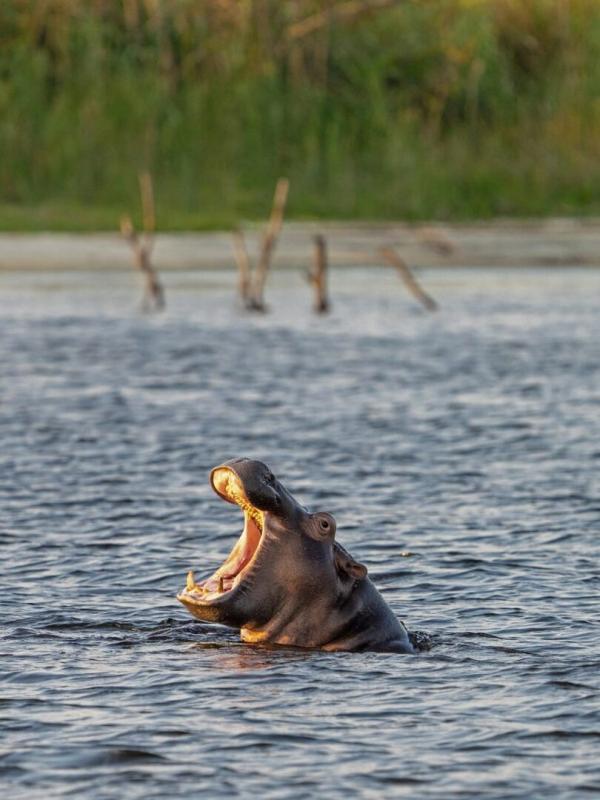A la rencontre des hippopotames avec Steve Backshall