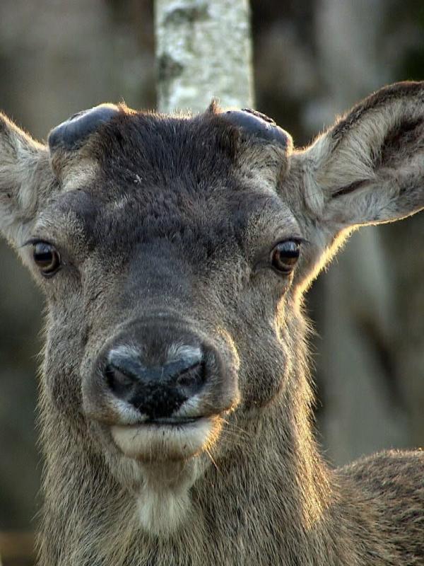 Passion gibier : le cerf