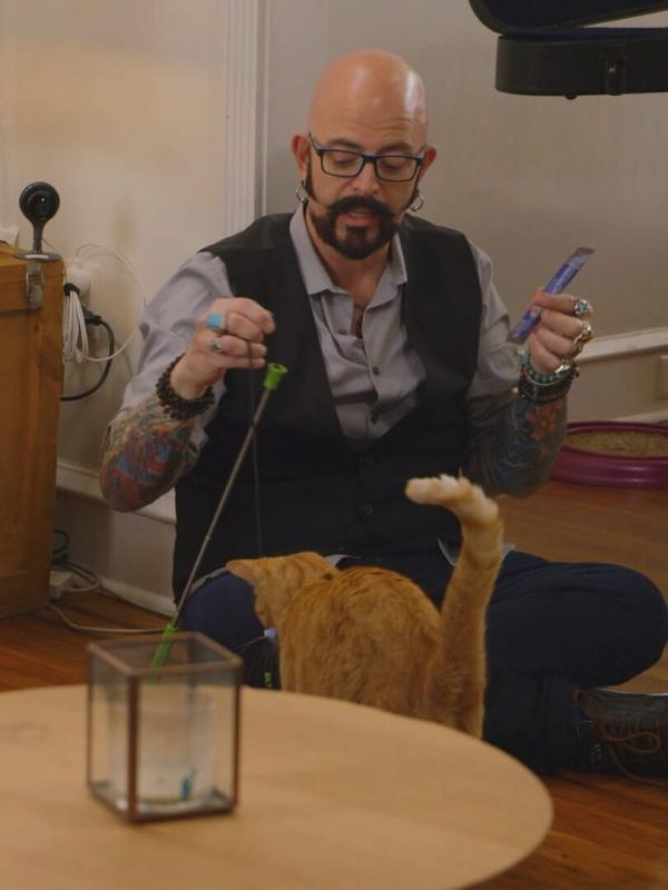 Hell's Cat : mon chat est un cauchemar