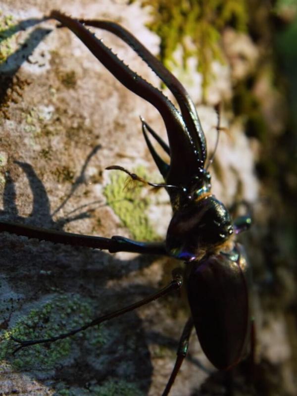 Destination Wild : Chili