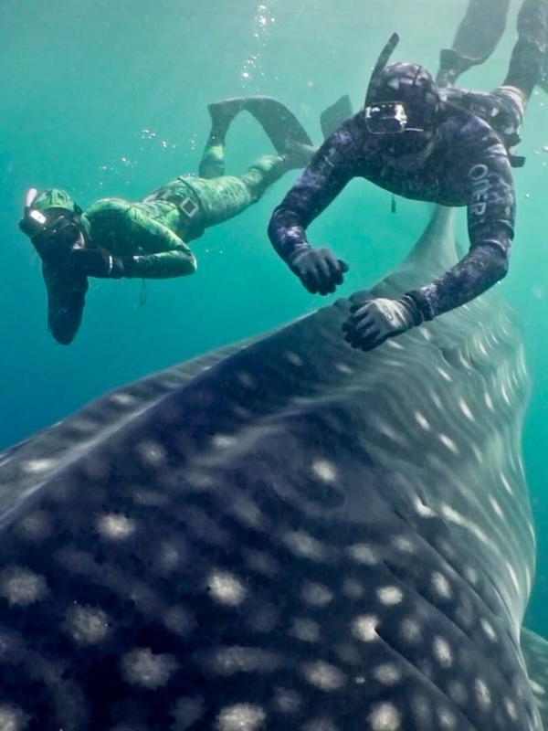 Thazard roi du Qatar