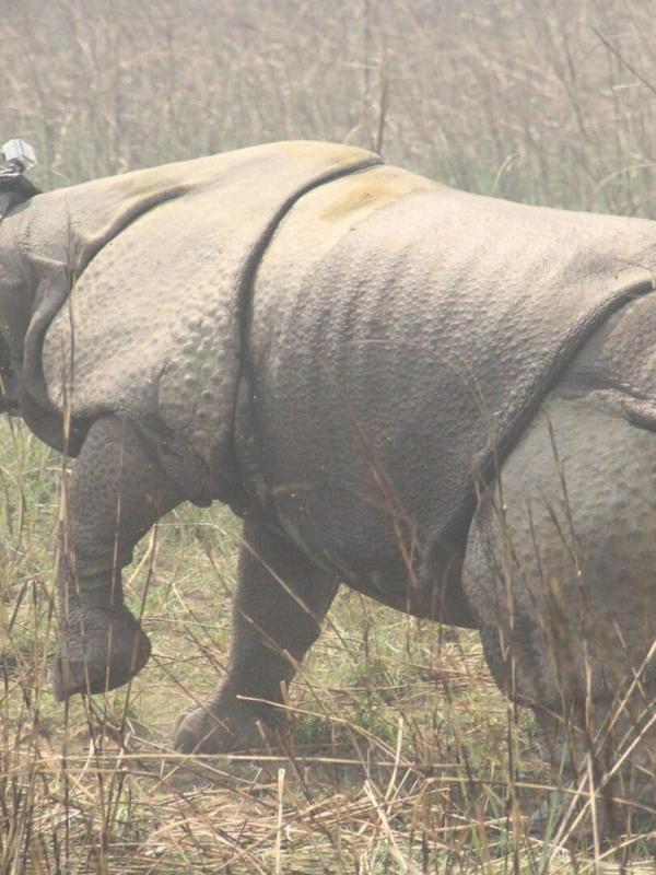 Destination Wild : Népal à l'état sauvage