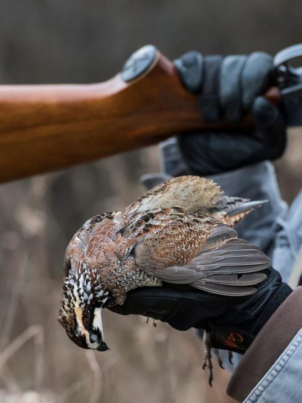 Tous fous du calibre 20