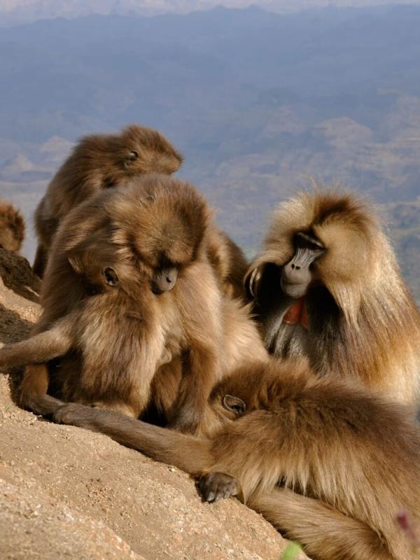 Destination Wild : les merveilles de l'Afrique