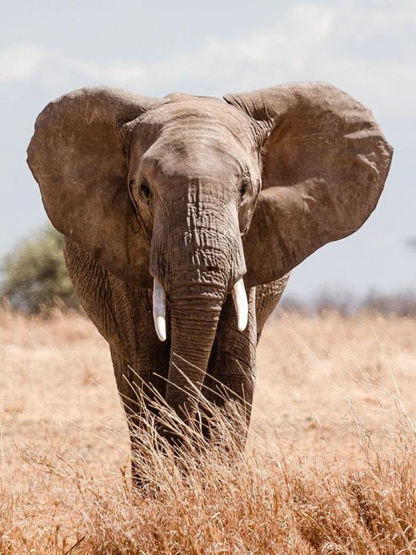 Paul O'Grady : l'aventure des grands éléphants