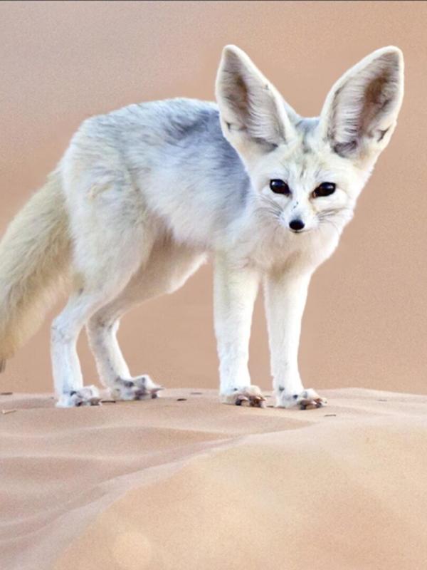 L'imagier animé de Koumi S1 E3